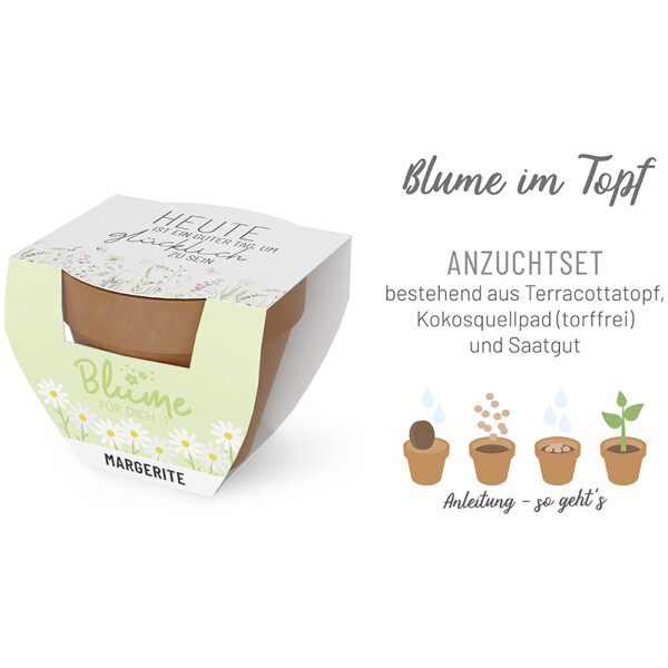 Margerite im Topf - heute ist ein guter Tag um glücklich zu sein