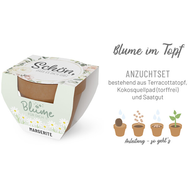Margerite im Topf - Schön, dass es dich gibt