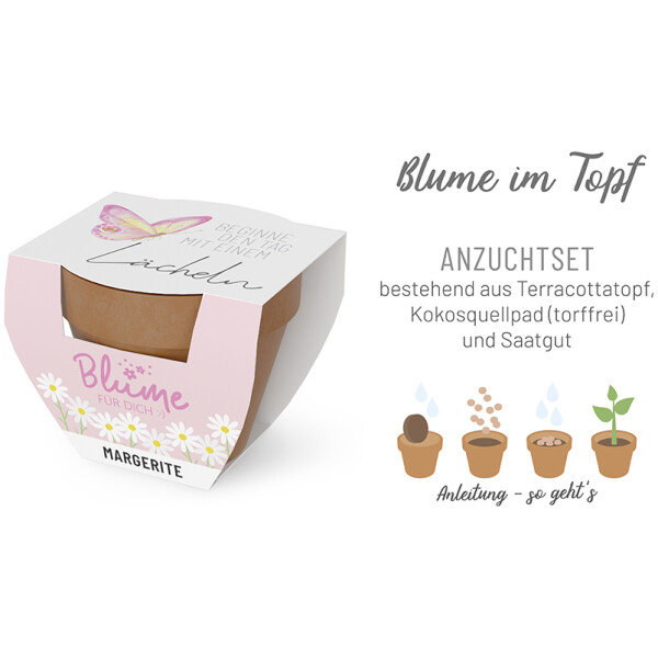 Margerite im Topf - Beginne den Tag mit einem Lächeln